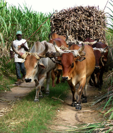 Oxen pulling cart laden with sugar cane